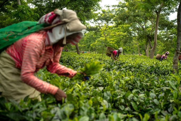 Chai or Emotion? A journey down the history lane of Chai on International Tea Day.