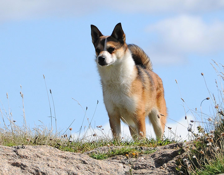 World’s Rarest Breeds Of Dogs You Probably Wouldn’t Even Have Heard About Them! 