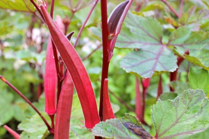 Red Ladyfinger Is The New Superfood