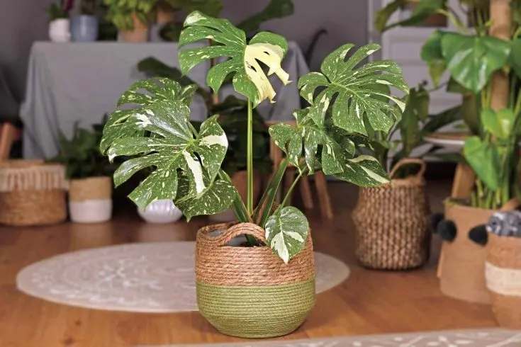 10 Most Expensive House Plants to Decorate Your Lifestyle