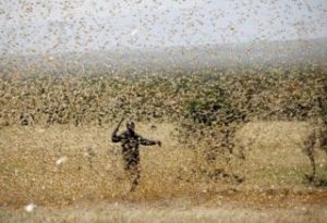 Desert locusts wreak unprecedented havoc in Rural India