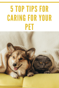 Five ways to take care of your Pets during this quarantine