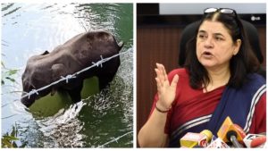 “600 elephants die in Kerala every year” alleges Maneka Gandhi, FIR registered for inciting communal violence