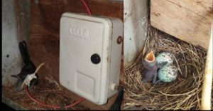 TN Village Turns Off Street Lights for Over a Month to Protect Bird’s Nest.