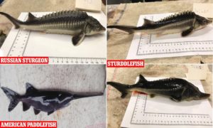 Hungarian scientists ‘accidentally’ create a bizzare new species of fish