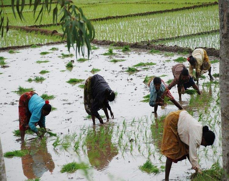 From rice and wheat to millets?