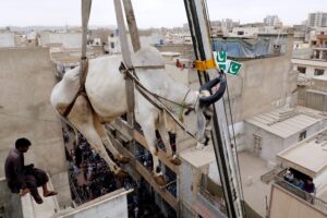 A heart-wrenching incident, social media accounts the ruthless treatment of a sacrificial cattle