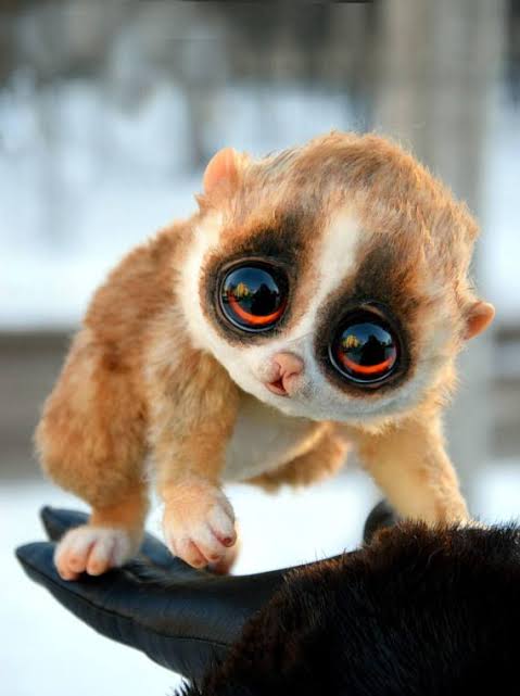 Slow Loris