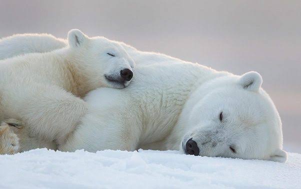 Polar Bears