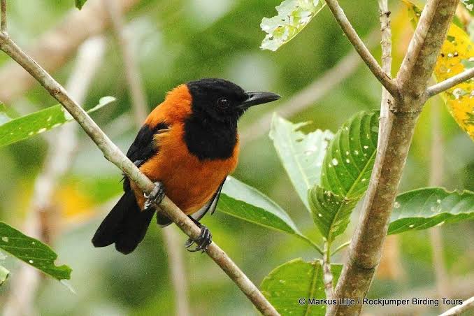 Pitohui