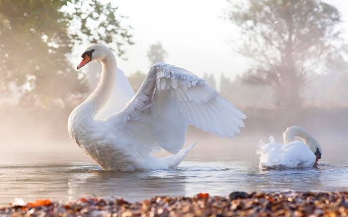 Mute Swan