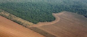 Transformation Of A Rainforest Into Grassland: Welcome To The New Age Amazon