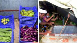 Sabji Cooler In Odisha Helps Farmers To Preserve Their Vegetables And Keep Them Fresh