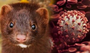 Variants of the mutant coronavirus found around mink farms in 6 countries