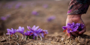 Saffron might cease to exist in Kashmir forever as production declines every year