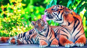 Tiger state Madhya Pradesh succumbing to infighting and poaching loses 26 big cats in 2020