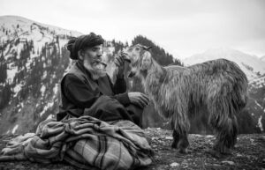 Nomads of Kashmir are on the edge of a knife: Gujjars-Bakarwals face existential crisis