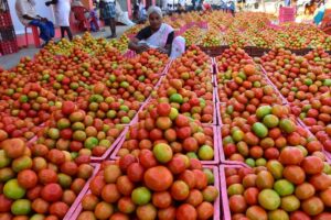 Andhra Pradesh, farmers in distress as Tomato prices drop to 30-70 paise