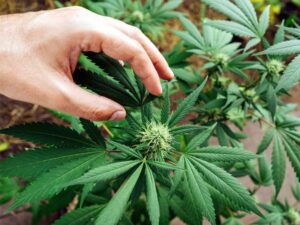 India voted in favor of the UN Drug Agency to remove Cannabis from the list of the Dangerous Drugs