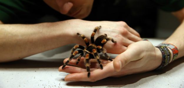 Top 10 Exotic Pets