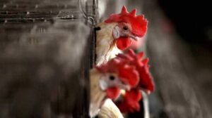 Avian influenza:  new bird deaths reported, central team to visit Gujarat and Maharashtra