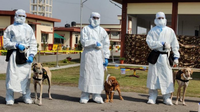 Jaya, Mani & Casper - India’s First Military Dogs Being Trained To Detect Coronavirus