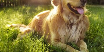 World’s Rarest Breeds Of Dogs You Probably Wouldn’t Even Have Heard About Them!