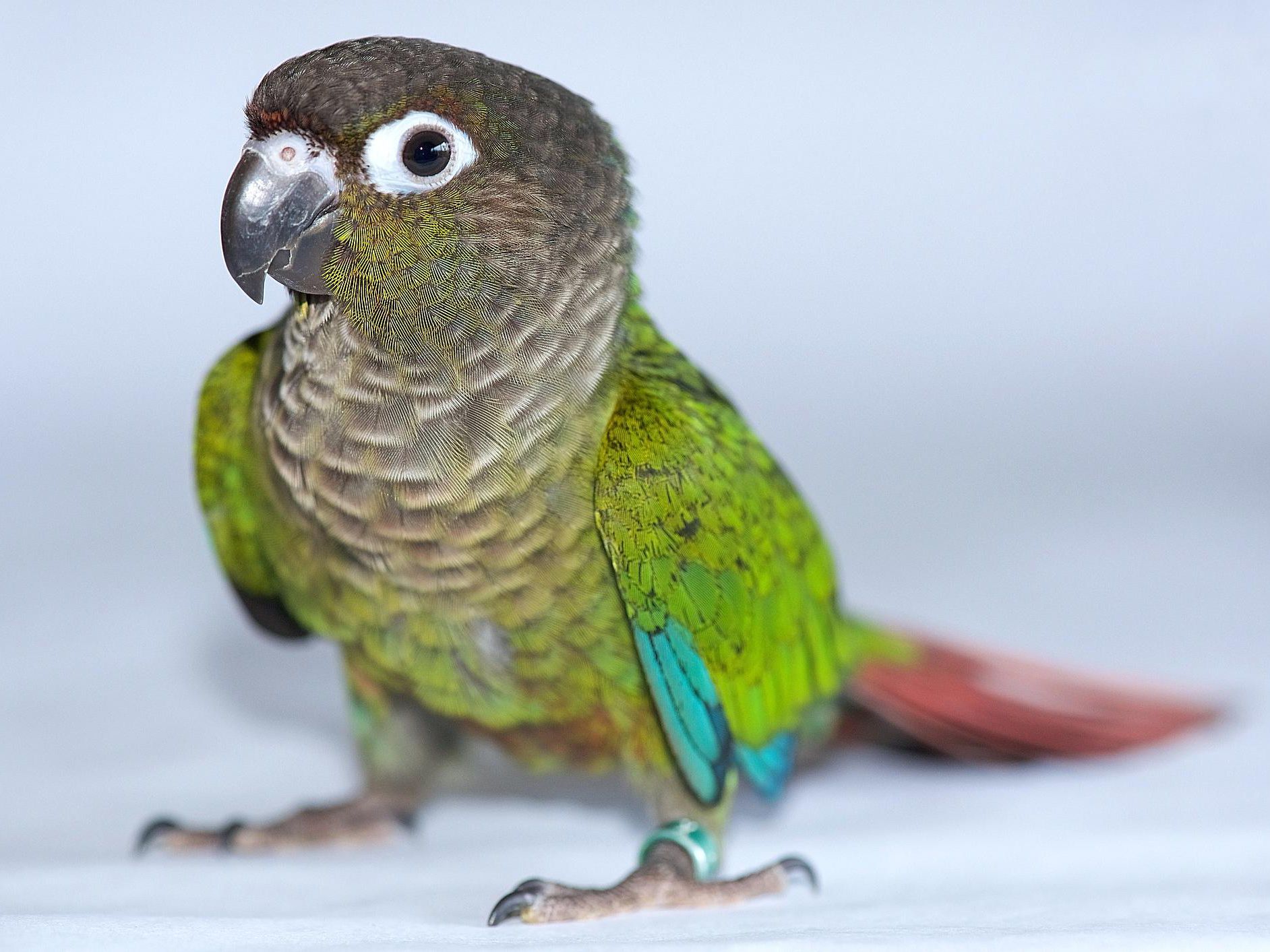 Top 5 Smartest Birds You Can Keep as Pets