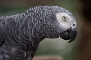 Top 5 Smartest Birds You Can Keep as Pets