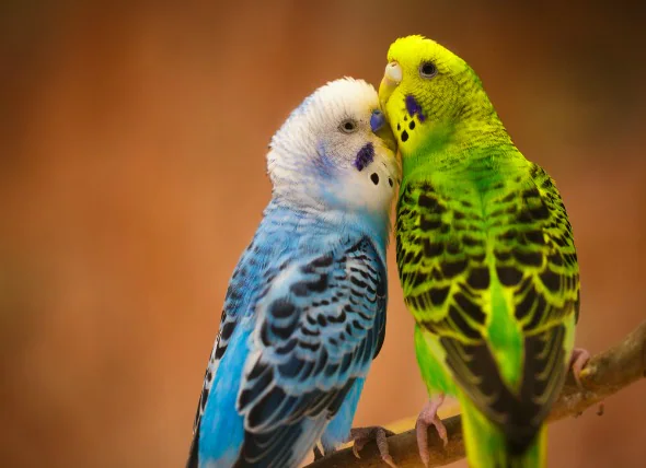 Top 5 Smartest Birds You Can Keep as Pets
