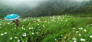 In a 17-hour action over the last two days, 15 lakh illicit poppy plants in Mandi’s Chauhar valley were burnt.