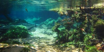 DNA Mapping Of Freshwater Ecosystems To Preserve Wildlife