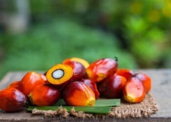Indian market mobility towards a sustainable palm oil supply chain