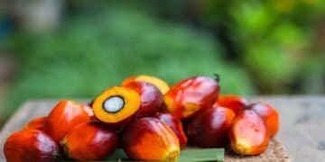 Indian market mobility towards a sustainable palm oil supply chain