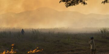 This new amazing  technique can replace the slash-and-burn method and transform agriculture for the better