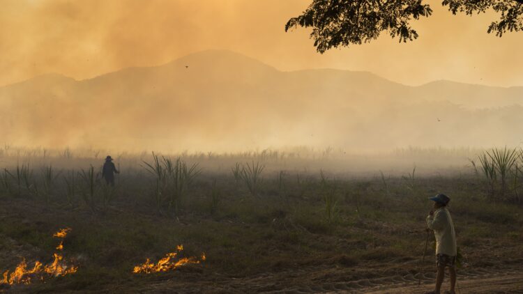 This new amazing  technique can replace the slash-and-burn method and transform agriculture for the better