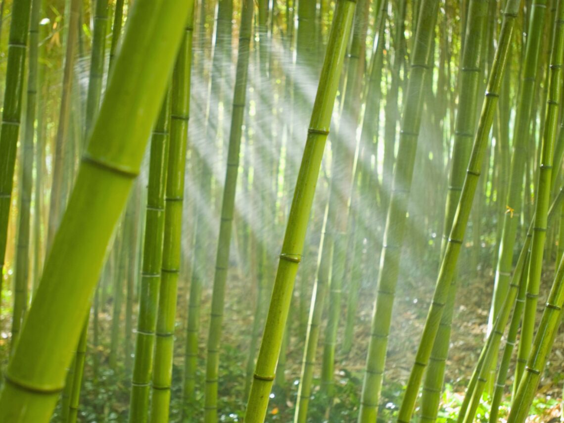 Bamboo Regeneration Efforts Initiated In Chhattisgarh By The Forest Department