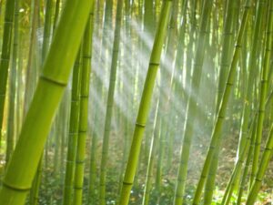 Bamboo Regeneration Efforts Initiated In Chhattisgarh By The Forest Department