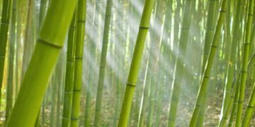 Bamboo Regeneration Efforts Initiated In Chhattisgarh By The Forest Department