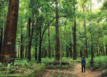 Government Proceeds With The Plan To Amend The Indian Forest Act of 1927