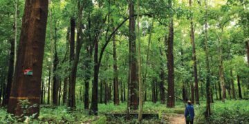 Government Proceeds With The Plan To Amend The Indian Forest Act of 1927