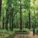 Government Proceeds With The Plan To Amend The Indian Forest Act of 1927
