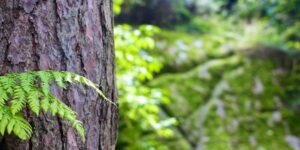 MoEFCC Raises Concerns Over Orissa Diverting Forest Land To Non-Forest Usage