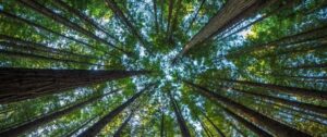 Centre asks states to review implementation of Forest Rights Act 2006