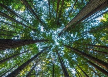 Centre asks states to review implementation of Forest Rights Act 2006