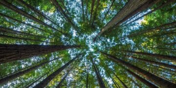 Centre asks states to review implementation of Forest Rights Act 2006