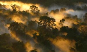 Parts of the Amazon rainforest is shifting to become the source of carbon emission from the absorbing ‘carbon sink’.