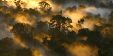 Parts of the Amazon rainforest is shifting to become the source of carbon emission from the absorbing ‘carbon sink’.