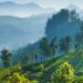Defacement of The Nilgiris: An actual possibility or just wayward anxiety?