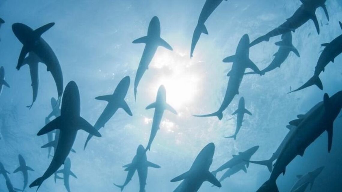 Ancient Shark's Lost Teeth From Millions Of Years Ago In Antarctica Recorded Earth's Climate History